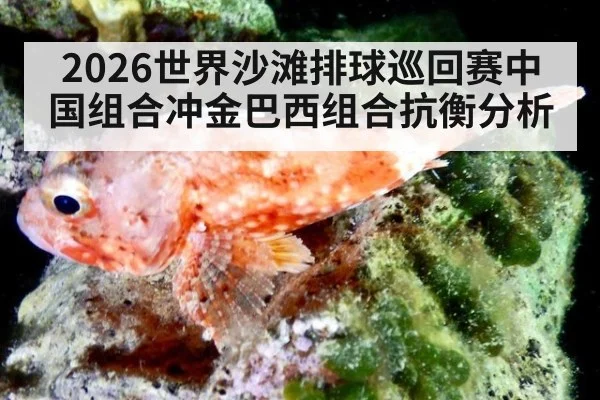 2026世界沙滩排球巡回赛中国组合冲金巴西组合抗衡分析